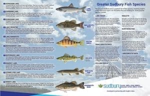 Visual Guide to Sudbury Fish Species